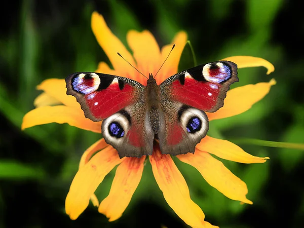 Borboleta Verão Colorido Flor — Fotografia de Stock