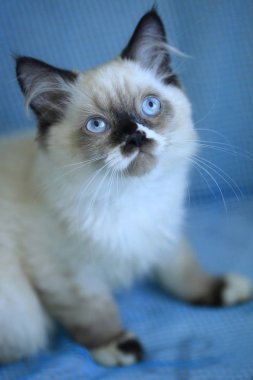 şirin kabarık mavi gözlü kedi