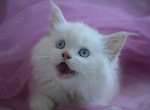 Söt Fluffigt Blue Eyed Katt — Stockfoto
