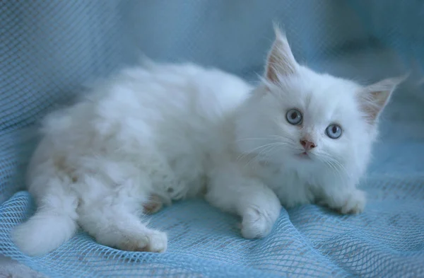 Söt Fluffigt Blue Eyed Katt — Stockfoto