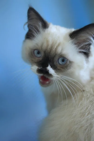 Lindo Esponjoso Azul Ojos Gato —  Fotos de Stock