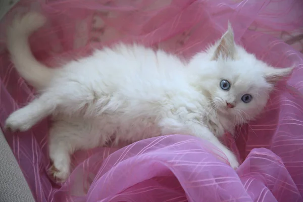 可爱的蓬松的蓝眼睛猫 — 图库照片