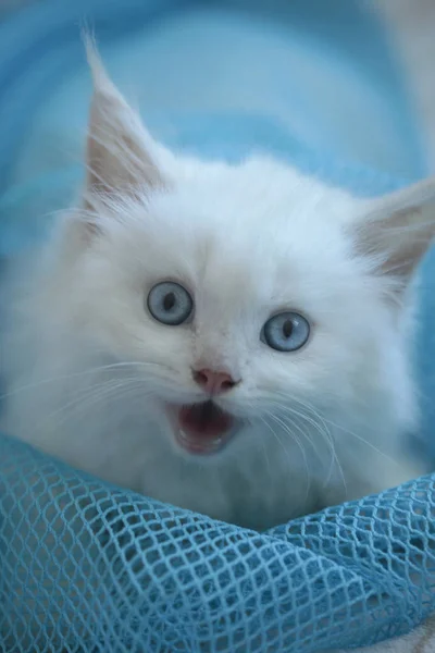 Şirin Kabarık Mavi Gözlü Kedi Stok Resim