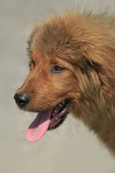 Tibetansk Mastiff Hundvalp — Stockfoto