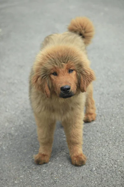Tibetansk Mastiff Hundvalp — Stockfoto