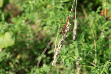 bitki üzerinde oturan yusufçuk
