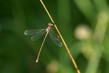 bitki üzerinde oturan yusufçuk
