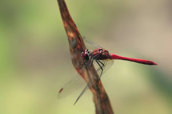 Libelle Sitzt Auf Pflanze — Stockfoto