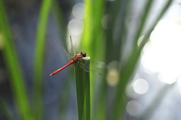 Libellule Assise Sur Plante — Photo