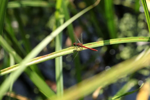 Libélula Sentada Planta —  Fotos de Stock