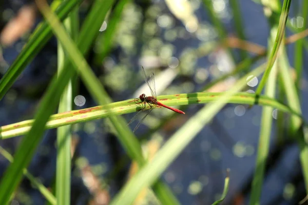 Libelle Sitzt Auf Pflanze — Stockfoto