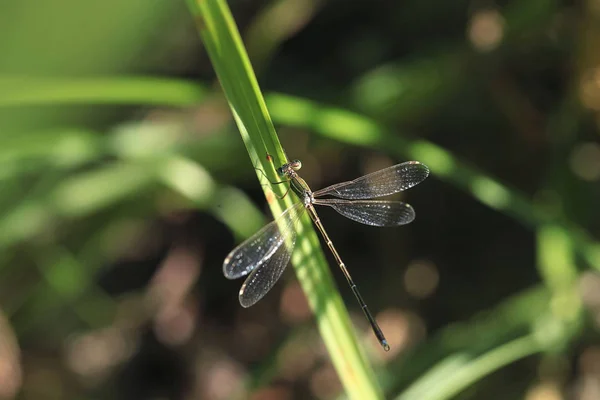 Dragonfly Sitter Anläggningen — Stockfoto