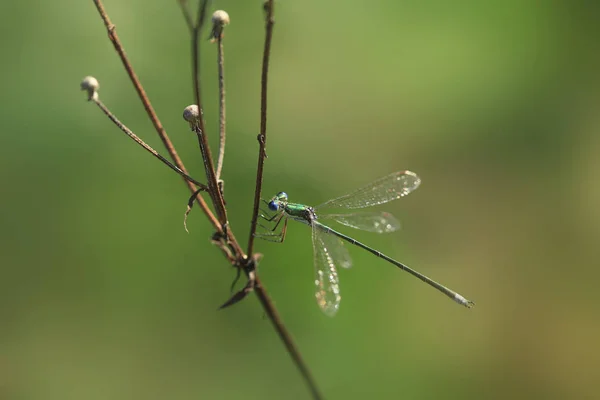 Dragonfly Sitting Plant — Stock Photo, Image
