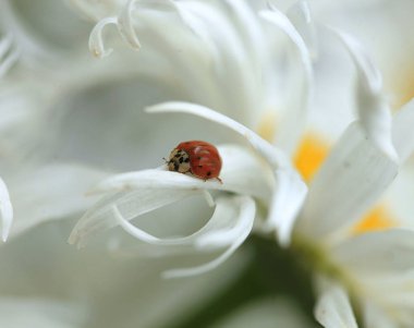 çiçek üzerinde oturan kırmızı uğur böceği
