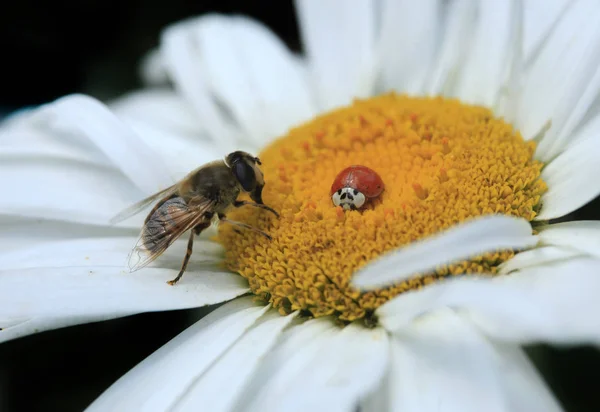 Red Ladybug Sitting Flower — Stock Photo, Image