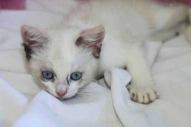 sevimli beyaz kabarık kedi