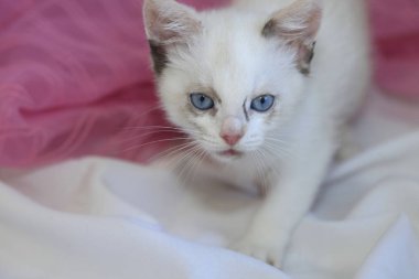 sevimli beyaz kabarık kedi