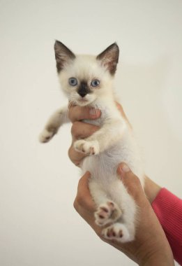 sevimli beyaz kabarık kedi