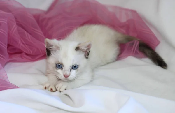 可爱的白色蓬松的猫 — 图库照片