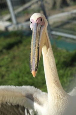 Beyaz Pelikan portresi