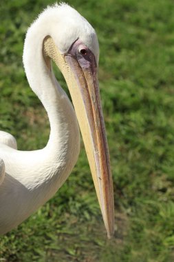 Beyaz Pelikan portresi