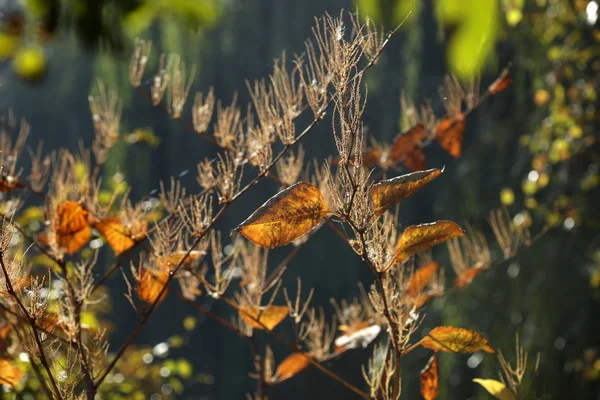 Automne Couleurs Dans Jardin Automne — Photo