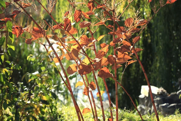 秋季花园秋季颜色 — 图库照片