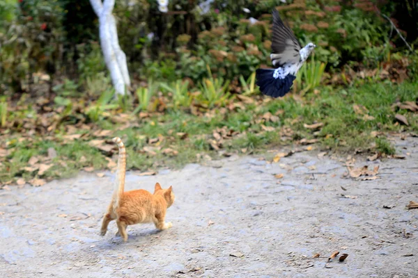 Flauschige Katzen Herbst — Stockfoto