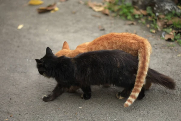 毛茸茸的猫在秋季 — 图库照片