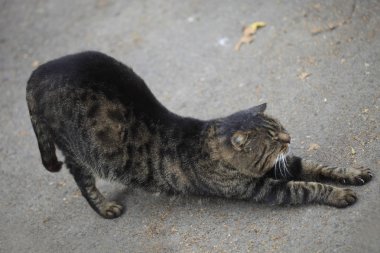 Vahşi tüylü kedi portresi