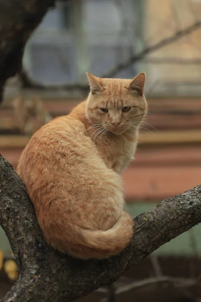 Vahşi Tüylü Kedi Portresi — Stok fotoğraf