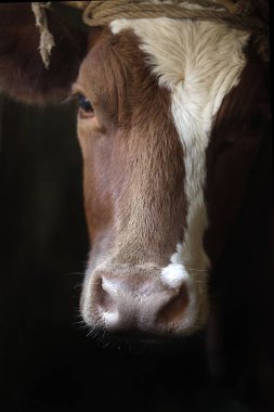 inek beyaz nokta ile portresi