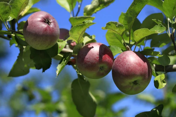 Яблоня Летнем Саду — стоковое фото