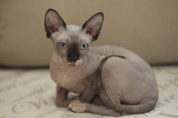 Cute Sphinx Hairless Cats — Stock Photo, Image