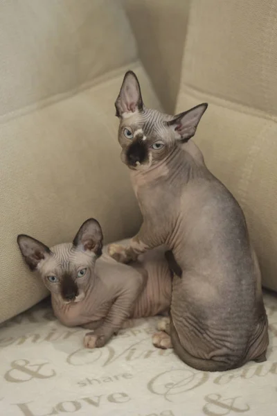 Lindo Esfinge Sin Pelo Gatos —  Fotos de Stock