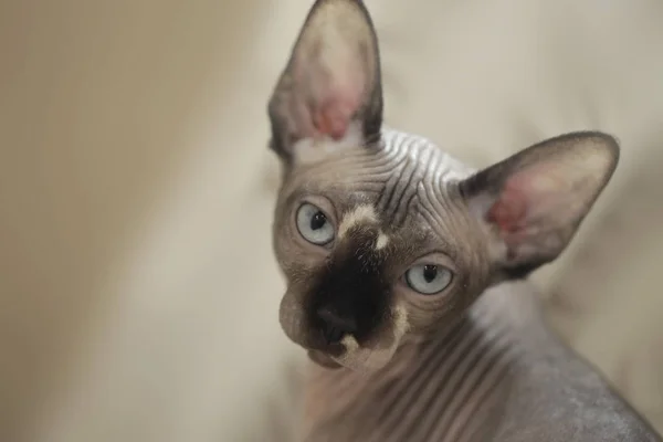 Lindo Esfinge Sin Pelo Gatos —  Fotos de Stock