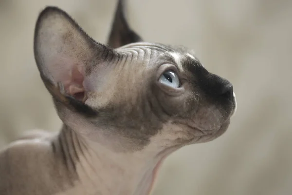 Cute Sphinx Hairless Cats — Stock Photo, Image