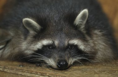 Kabarık Rakun portresi