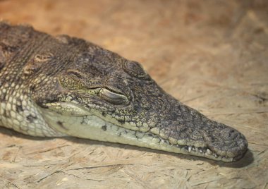 Timsah Hayvanat Bahçesi portresi