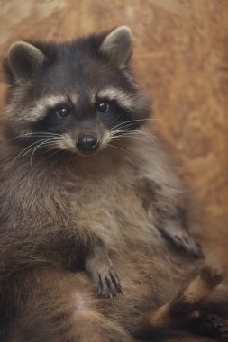 Kabarık Rakun portresi