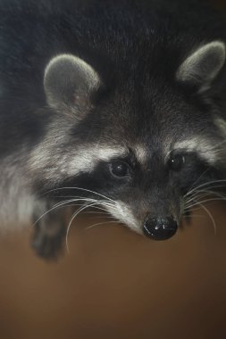 Kabarık Rakun portresi