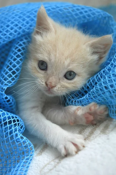 Graffitikonstnären Fluffiga Kattunge — Stockfoto