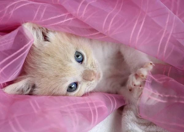 Portarit Fluffy Kitten — Stock Photo, Image