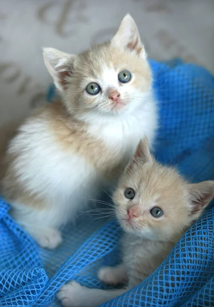 Kabarık Kedi Yavrusu Portarit Telifsiz Stok Fotoğraflar