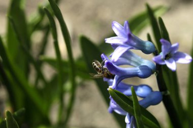Bahar bahçesinde yeşil bitkiler