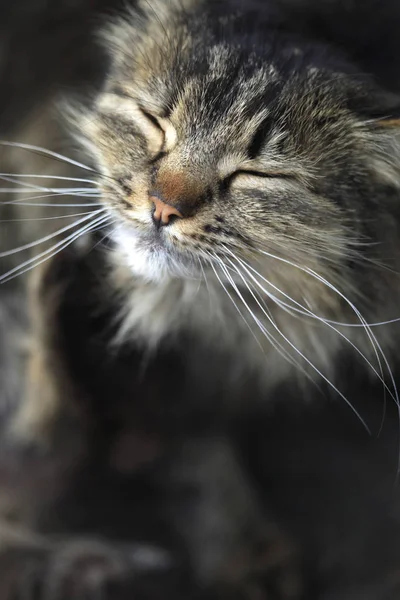 Retrato Gato Rua Fofo — Fotografia de Stock