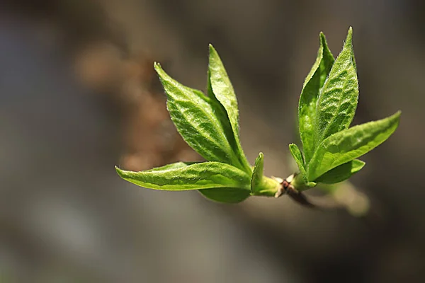 Plantas Verdes Jardim Primavera — Fotografia de Stock