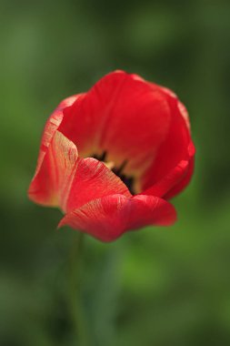 Kırmızı bahar Lale bahçesinde