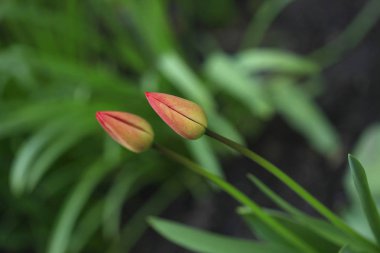Kırmızı bahar Lale bahçesinde