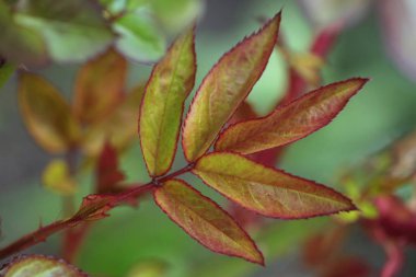 ağaç üzerinde renkli bahar yaprakları